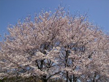 ���c�È�Z���^�[�F�Ō�t�A�E�͕��������i�[�X�i�r