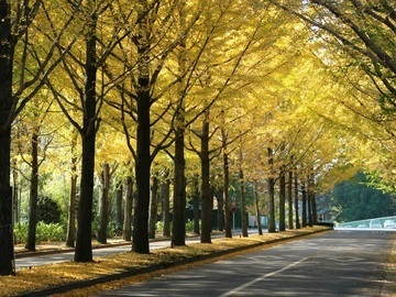 �Ջ���ȑ�w�a�@�F�Ō�t�A�E�͕��������i�[�X�i�r