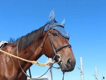 �������F��a�@�F�Ō�t�A�E�͕��������i�[�X�i�r